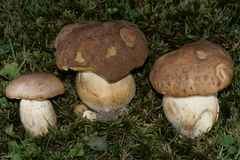 Boletus huronensis