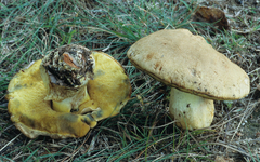 Boletus huronensis