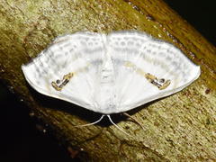 Problepsis digammata