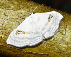 Problepsis digammata