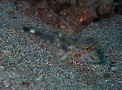 Fusigobius inframaculatus