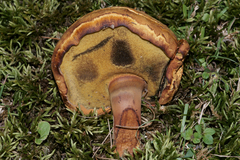 Boletus melleoluteus