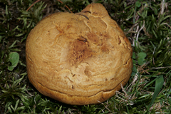 Boletus melleoluteus