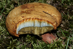 Boletus melleoluteus