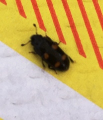 Glischrochilus hortensis