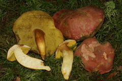Boletus miniato-olivaceus