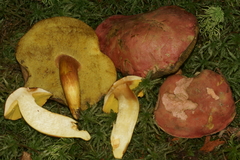 Boletus miniato-olivaceus