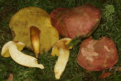 Boletus miniato-olivaceus