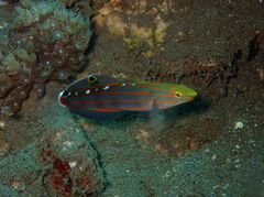 Koumansetta rainfordi