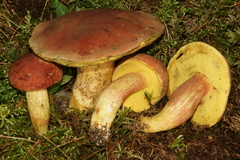Boletus miniato-olivaceus