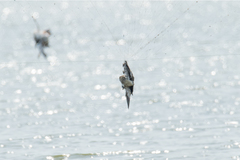 Vanellus indicus atronuchalis