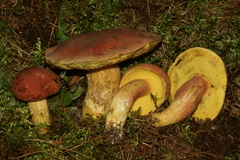 Boletus miniato-olivaceus
