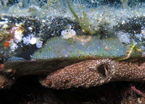 Representative image of Rosseliana