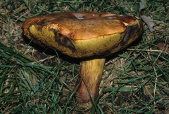 Boletus miniatopallescens