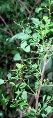 Phyllantheae