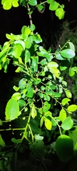 Phyllantheae