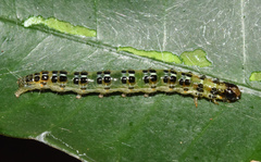 Stemorrhages sericea