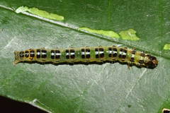 Stemorrhages sericea