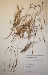 Carex rariflora