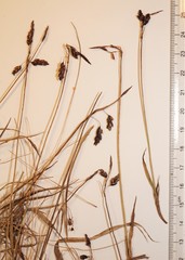Carex rariflora