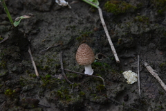 Coprinellus radians