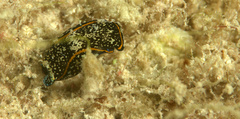 Camachoaglaja berolina