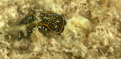 Camachoaglaja berolina