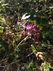 Allium peninsulare