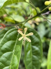 Clerodendrum laevifolium