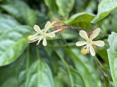 Clerodendrum laevifolium