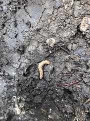 Eurymerodesmus melacis