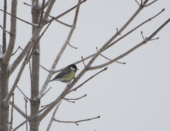 Parus major