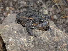 Odontophrynus