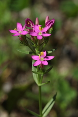 Centaurium erythraea turcicum