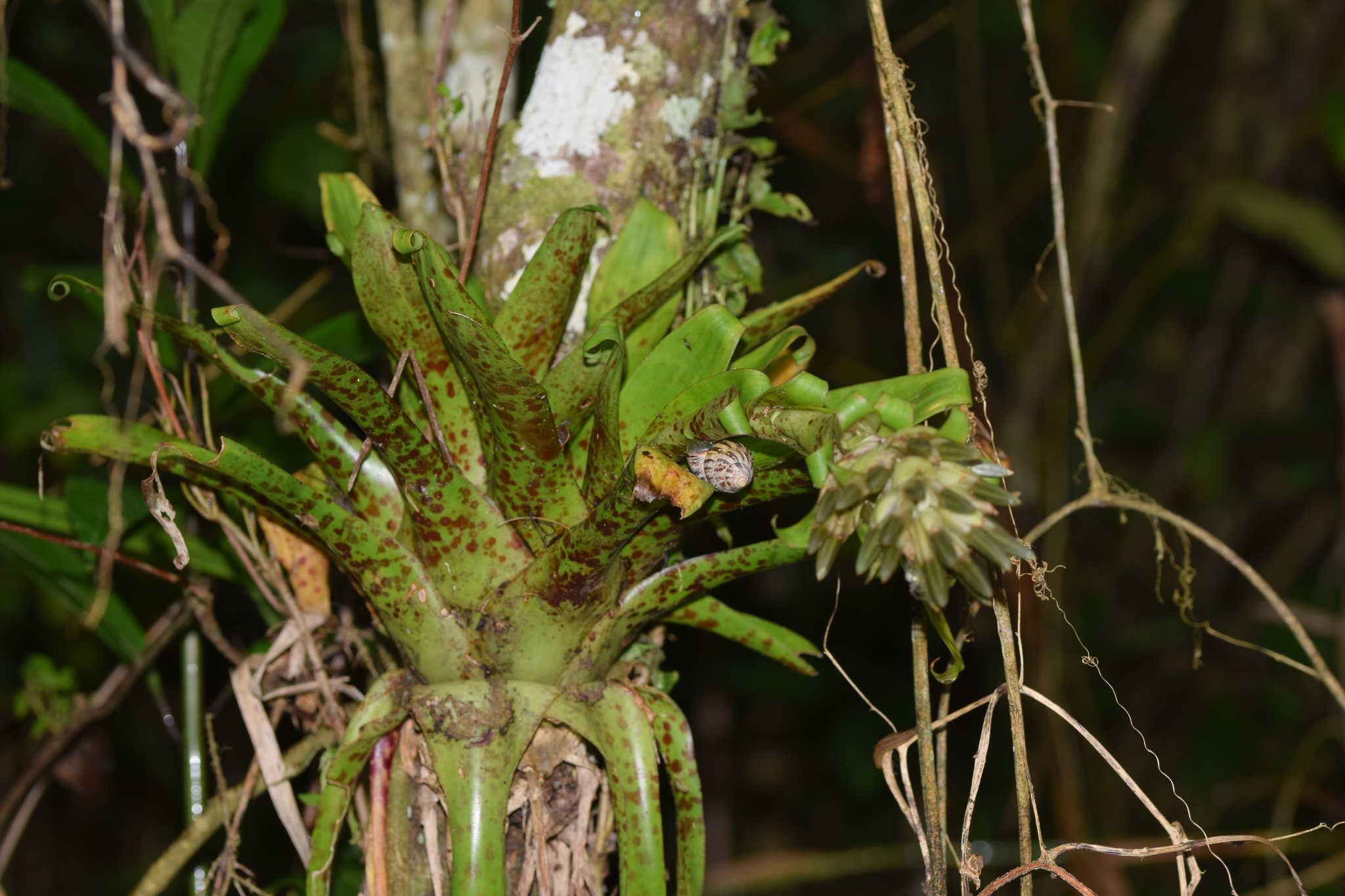 Tillandsia biflora image