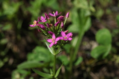 Centaurium erythraea turcicum