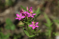 Centaurium erythraea turcicum