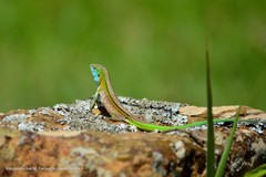 Cnemidophorus lemniscatus