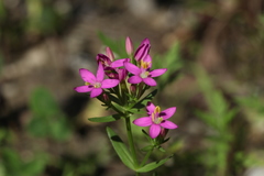 Centaurium erythraea turcicum
