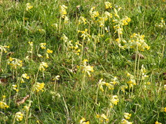Primula veris