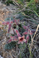 Rehmannia glutinosa