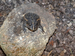 Odontophrynus