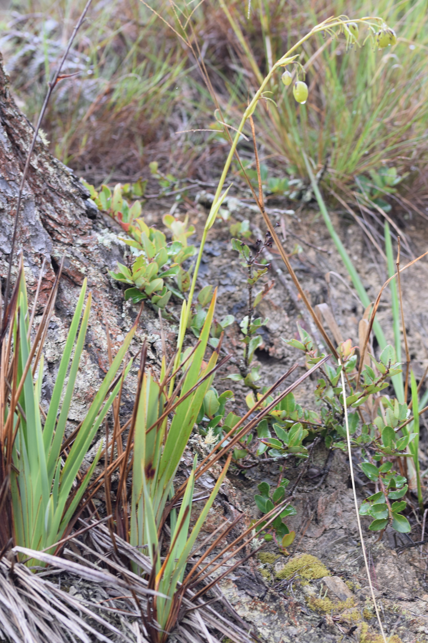 Asphodelaceae image