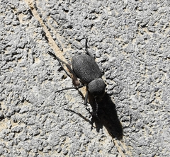 Trachyderma philistina