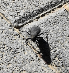 Trachyderma philistina