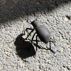 Trachyderma philistina