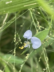 Commelina petersii