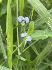 Commelina petersii