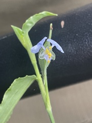 Commelina petersii