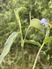 Commelina petersii